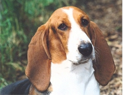 The French Basset