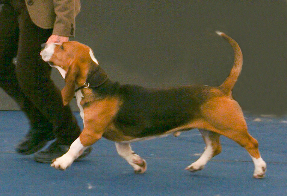 Camille at the World Dog Show in Salzburg